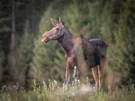 Stundenlanges Slow TV: Die Schweden gucken wieder Elchwanderung