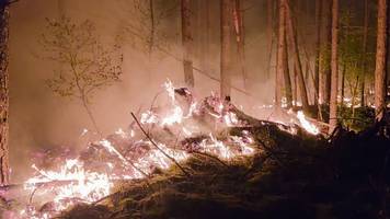 waldbrand wütet in brandenburg – bereits 50 hektar zerstört