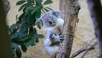 tiere: neues koala-männchen aus nrw zieht in dresdner zoo ein