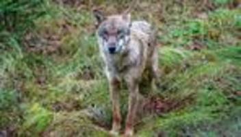 tiere: wolf in füssener innenstadt gesehen