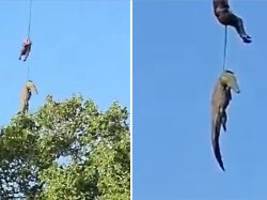 Leiche von Vermisstem im Bauch?: Polizei fliegt Krokodil mit Hubschrauber aus Flussgebiet in Südafrika