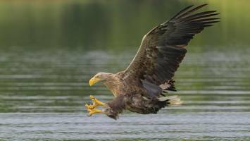 seeadler brüten erstmals in bergedorf – direkt neben windkraftanlagen
