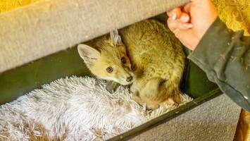 Wildtierstation für Bergedorf: Politik macht Druck auf Umweltsenatorin