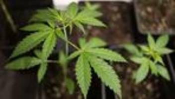 drogen: neues projekt für cannabis-aufklärung an schulen
