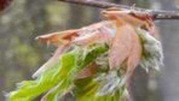 geschwächte bäume: warum es derzeit im wald besonders viel blütenstaub gibt