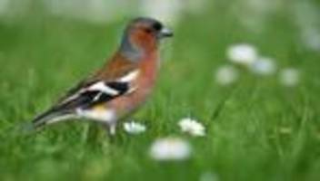 mitmachaktion: im dienst des naturschutzes – bürger sollen vögel zählen
