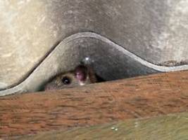 Wie groß ist das Risiko?: So oft kommt das Hantavirus in Deutschland vor