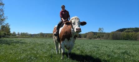 Ab zum Schlachter? Nein danke! Wie Wuschel vom Kalb zum Rennochsen wurde