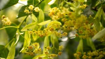 Frühlingsknospen bringen gesunde Vielfalt in die Ernährung