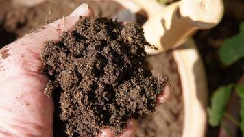 Kleine Fliegen in der Blumenerde – so werden Sie sie los