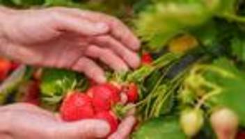 heimisches obst: rot, süß und gesund: wie die erdbeersaison in hessen startet