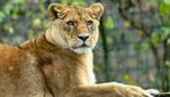 kurioser einsatz: mann füttert löwen im dortmunder zoo mit schweinegulasch