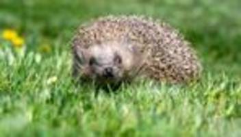 Stachelige Gartenbewohner: Igel bitte melden! - Paarungszeit der Stacheltiere beginnt