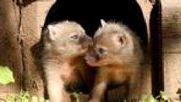tiere: korsak im chemnitzer tierpark mit nachwuchs