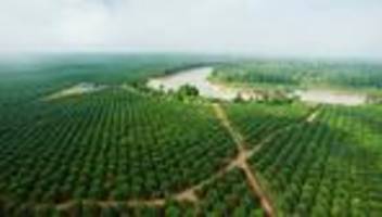 Palmöl: Ist Palmöl doch nicht böse?