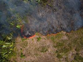 klimawandel: forscher warnen: amazonas könnte zur savanne werden