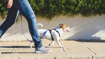 Hunde-Hauptstadt? Analyse-Ergebnis für Berlin fällt ernüchternd aus
