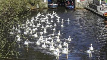 hamburgs alsterschwäne: wann sie nach dem stubenarrest wieder aufs wasser dürfen