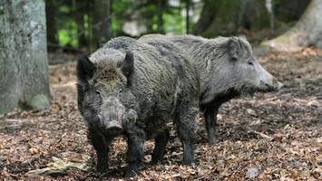 wildschwein-sichtung in hamburg: was tun, wenn man auf ein tier trifft?