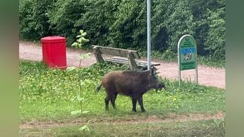 wildschwein in hamburger park gesichtet – anwohner alarmieren polizei
