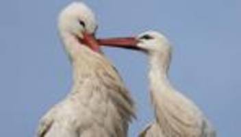 zahl der tiere steigt: storchendichte in hessen bundesweit am höchsten