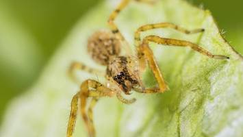 „horror“: nosferatu-spinne sorgt in hamburger wohnungen für schrecken