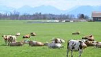 tiere: nach suchaktion: alle 63 rinder wieder eingefangen
