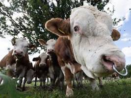 Zweiter Fall binnen drei Wochen: 48 Tiere weg - Schon wieder Rinder-Klau in Brandenburg