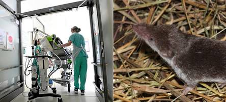 Mann aus Augsburg stirbt nach Infektion: So verbreitet ist das Bornavirus in Bayern