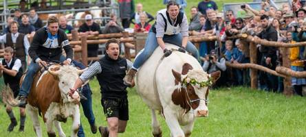 Tierschutzorganisation Peta will Ochsenrennen in Dasing verhindern