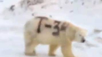 „t-34“-eisbär sorgte in russland für viele fragen