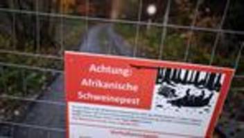 Tierseuche: Neue Schweinepest-Fälle nahe Hessen: Sperrzone wird größer