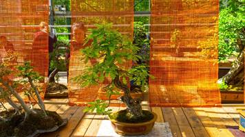 Eiche als Bonsai – das sollten Sie wissen