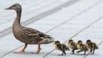 ein herz für tiere: dresdner feuerwehr rettet entenküken aus regenwasserrohr