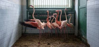 ukraine-krieg: zoodirektor kämpft in mykolajiw um seine tiere