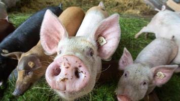 augentropfen aus schweinesamen: neue hoffnung im kampf gegen augenkrebs