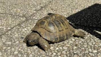 schildkröte „hugo“ stoppt verkehr in pinneberg – rettung in letzter sekunde