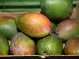 aktuelles lexikon: wieso jetzt eigentlich mango-koalition?