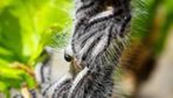 Insektenbekämpfung: Bekämpfung der Eichenprozessionsspinner beginnt