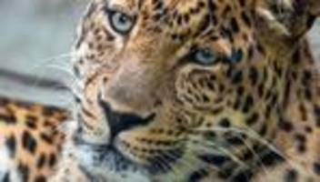 tiere: zoo hoyerswerda trauert um leopard san