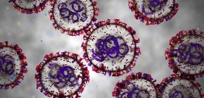 Hantavirus: Was gegen eine Pandemie spricht – und wo die Risiken liegen