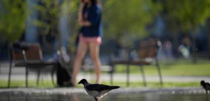 Vögel fürchten sich offenbar eher vor Frauen als vor Männern