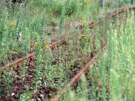 vegetationskontrolle: das glyphosat-dilemma der deutschen bahn