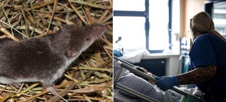 Tödliche Bornavirus-Fälle in Bayern: So schützen Sie sich vor einer Infektion