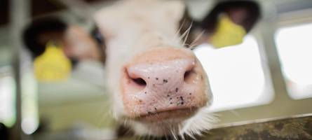 Verendetes Kalb: Landratsamt geht gegen Landwirt vor