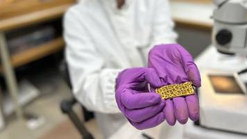 wanderer entdeckt 1500 jahre alte gold-schwertscheide unter umgestürztem baum im wald