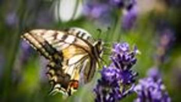 Elbvertiefung: Der tägliche Newsletter aus Hamburg: Soll der Staat Tiere retten?