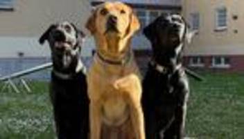 Justiz: Hunde als Eisbrecher – Soziales Training im Jugendarrest