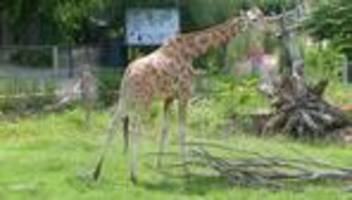 verlust im zoo magdeburg: totgeburt bei giraffe zahra im magdeburger zoo
