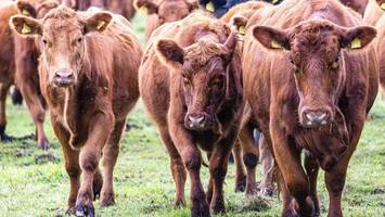 schon wieder rinder gestohlen – landwirt fassungslos: „absoluter schock“